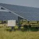 Oile care pasc sub panourile fotovoltaice: dublu avantaj